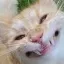 catHideThePain