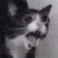 sadcatOO