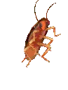 roach_fast