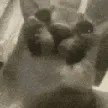 ch_floppachomp ch_floppachomp