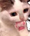 Cat_gatorandom_retrasados Cat_gatorandom_retrasados