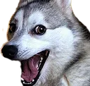 thugdog thugdog