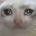 catcry
