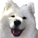 dogohappy