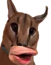 SCfloppapog