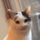 awkwardcatsmile