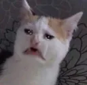 cat_disgust01