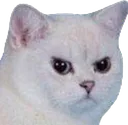 madcat