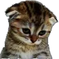 sadcat Discord Emoji