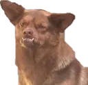 Dogi