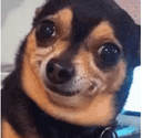 dogderp Discord emoji