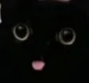 BlackCatStare BlackCatStare