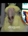 disgustbird