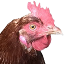 chicken