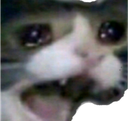 Meoow_why Discord emoji