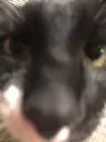 fartsniffer