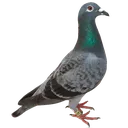 pigeon