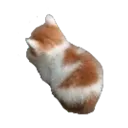 qangykitty Discord Emoji