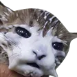 cumCat