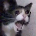 screEEE screEEE
