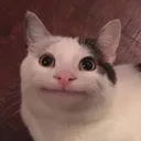nicecat