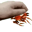 crabpet