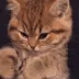 SCpaw2