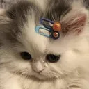 nf_zaRealcat1