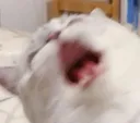 Kit_Aaahh