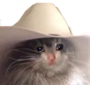 catsadcowboy