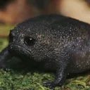 blackrainfrog