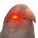 BirbRed