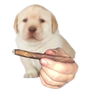 Dog_blunt Discord emoji