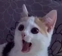 Catpog catpog Discord Emoji