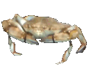 daCrabDance