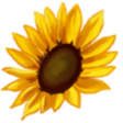 fallSunflower