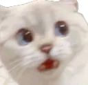 ShockedKitty