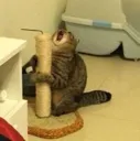 WHY
