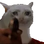 sadcatshoot