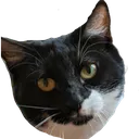 lulu