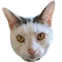 freddie freddie