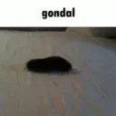 gondal