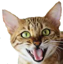 ACcat Discord Emoji