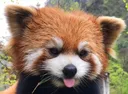 cuteredpanda