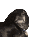 stwhelping_awkwardDog