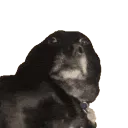 stwhelping_awkwardDog