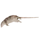 rat2