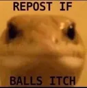 sendifballsitch
