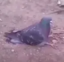 pigeonsit