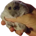 Squeeze